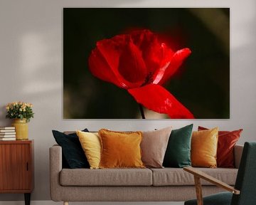 Poppy against a dark background by Anne Ponsen