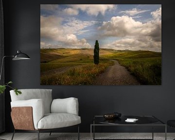 Cipres in Val d'Orcia, Toscane, Italië van Bo Scheeringa Photography