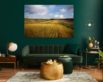 Rolling countryside with grain in Tuscany by Bo Scheeringa Photography
