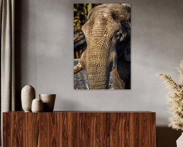 Elefant von Michelle van den Boom