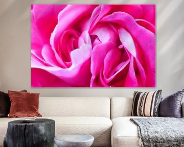 Macrofoto's van een Roze Roos die de Perfectie van de Natuur Vieren van Remco Ditmar