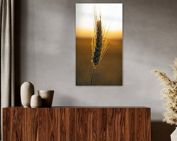 Grain in Bokeh style by Stadspronk