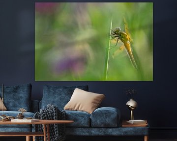 Libelle inmitten der Wildblumen von Moetwil en van Dijk - Fotografie