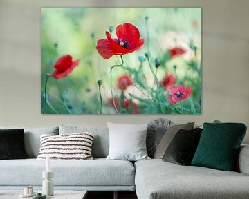 The red colour of poppies by Birgitte Bergman