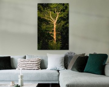 L'arbre sur Moetwil en van Dijk - Fotografie