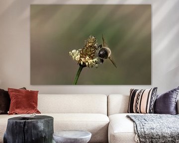 De rug van een zweefvlieg op een wilde bloem