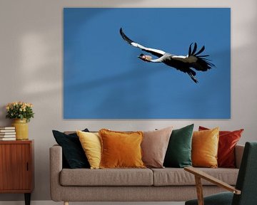 Grijze gekroonde kraanvogel, Balearica regulorum, nationale vogel van Oeganda met kroon van stijve g van W J Kok