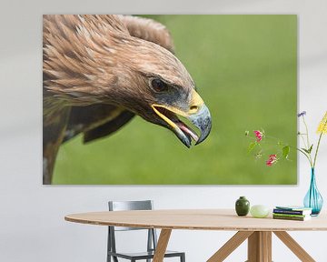 Close-up of a golden eagle (Aquila chrysaetos) portrait - bird of prey in the family Accipitridae by W J Kok