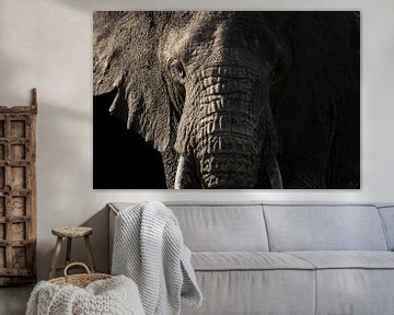 Portrait of an elephant by Sharing Wildlife