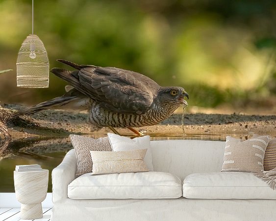 Aperçu de la chambre