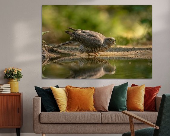 Aperçu de la chambre