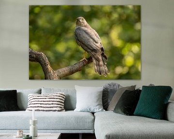 Sparrowhawk looks straight at you by Tanja van Beuningen