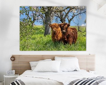 Schots hoogland vee (aquarelstijl) van t.ART