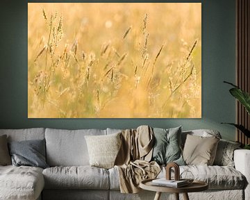 grasses in the evening light by Margreet Riedstra