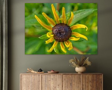 Black Eyed Susan After a Rain by Iris Holzer Richardson