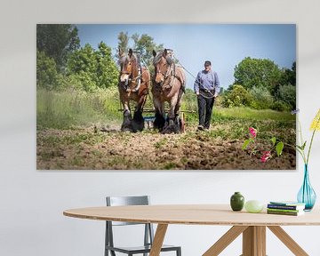 Ploughing Zealand Draft Horses by Fotografie in Zeeland