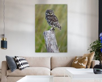 Stone owl by Wim Frank
