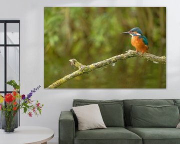 Martin-pêcheur sur une branche sur Moetwil en van Dijk - Fotografie