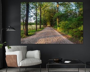 Zomeravondlicht schijnt over het zandpad Evertsbos in Drenthe