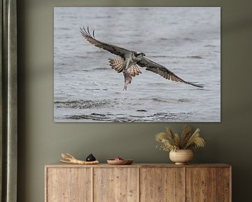 Flying osprey with prey