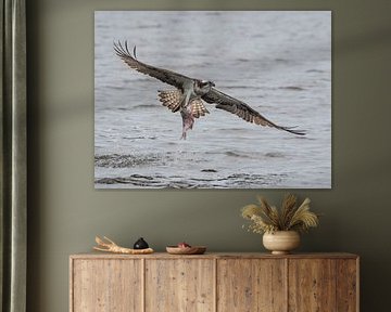 Flying osprey with prey