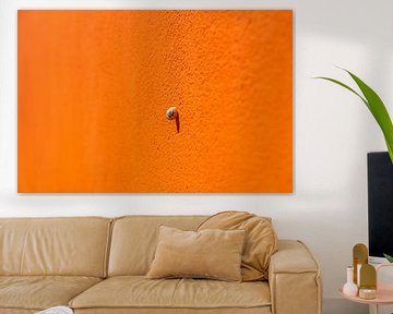 Mur orange avec escargot sur Andrea Pijl - Pictures