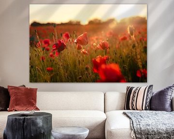 Poppies at sunset in field by Fotografiecor .nl