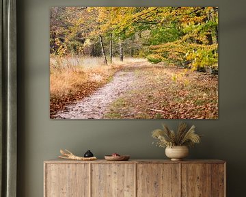 Chemin sablonneux à travers une forêt d'automne dans le paysage de la Drents sur Fotografiecor .nl