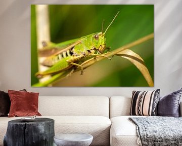 Macrofotografie van een sprinkhaan van Animaflora PicsStock