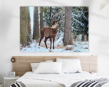 Cerf rouge mâle dans la forêt hivernale sur Ullrich Gnoth