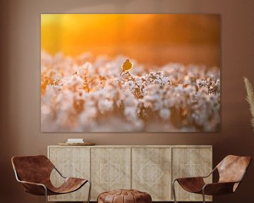 Bird in flower field at sunset by Paula Darwinkel