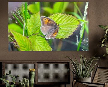 Groot stierenoog op een blad van Animaflora PicsStock