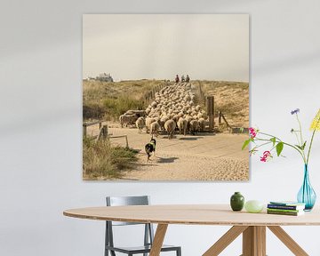 Sheep herding in the dunes. Katwijk aan Zee. 6 by Alie Ekkelenkamp