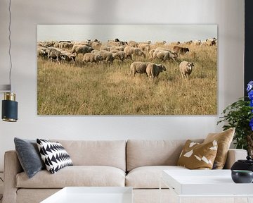 Troupeau de moutons sur la digue près de Katwijk aan Zee. sur Alie Ekkelenkamp