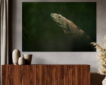 Black iguana by Elles Rijsdijk