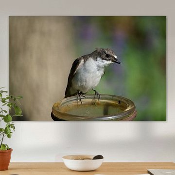 Un moucheron curieux