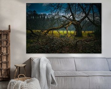 Un arbre creux dans un paysage ancien sur Geert Van Baelen