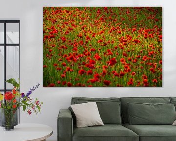 A field of poppies in the evening sun by Geert Van Baelen