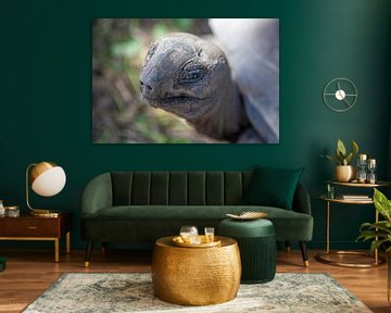 Portrait d'une tortue géante (La Digue - Seychelles) sur t.ART