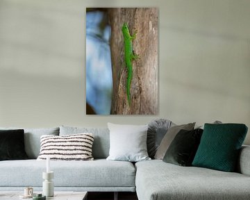 Lézard vert tropical néon aux Seychelles sur t.ART