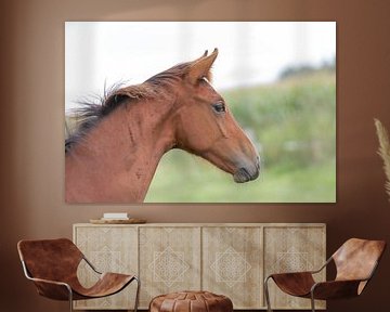 Paard, portretfoto van een veulen van Henk van den Brink