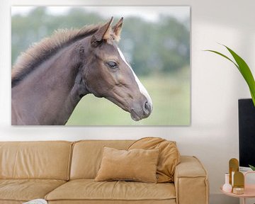 Paard, portretfoto van een veulen