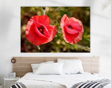 Coquelicots (Papaver rhoeas) , Pavot, Allemagne