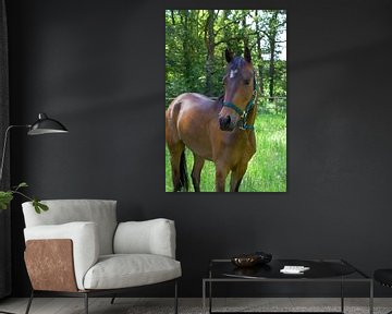 Paard in de wei