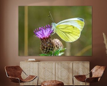 Citroenvlinder op een distel van Animaflora PicsStock