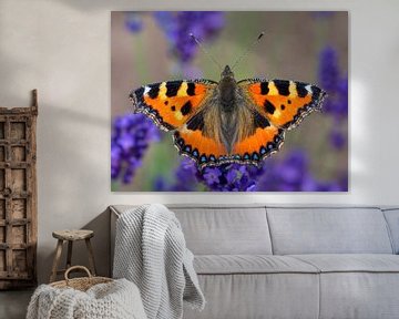 Petite renarde (Aglais urticae) ,papillon dans un champ de lavande sur Animaflora PicsStock