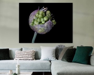 Bloemknop van Allium obliquum van Bartel van den Berg