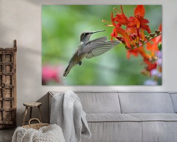 Vliegende kolibrie. van Tilly Meijer