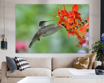 Vliegende kolibrie. von Tilly Meijer