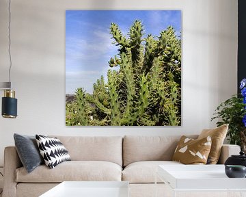 Stekelige cactussen in Portugal van Mitsy Klare